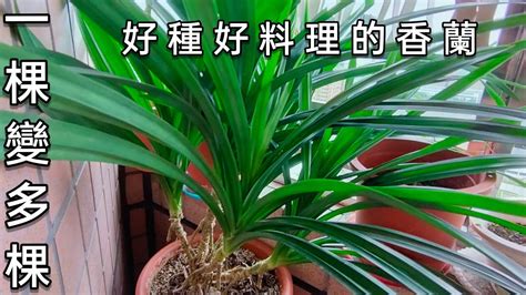 馬蹄蘭種植方法|【馬蹄蘭種植方法】 馬蹄蘭的綠手指秘笈：種植、施肥、修剪、。